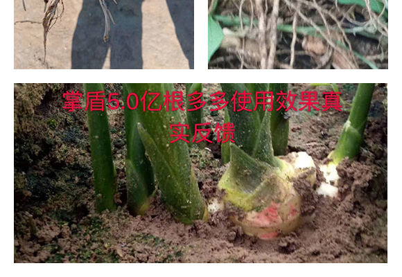 青岛威尔达生物科技有限公司产品详情?_06.jpg