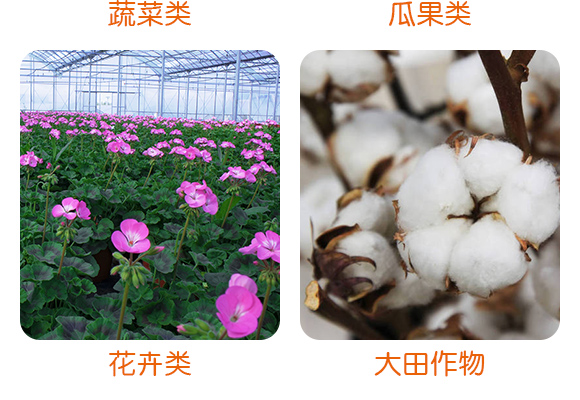 哈茨·枯草芽孢杆菌（灰霉菌核病专用）_05.jpg