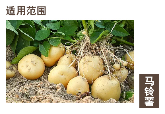 马铃薯专用调控素-薯歌-傅牌农业_05.jpg