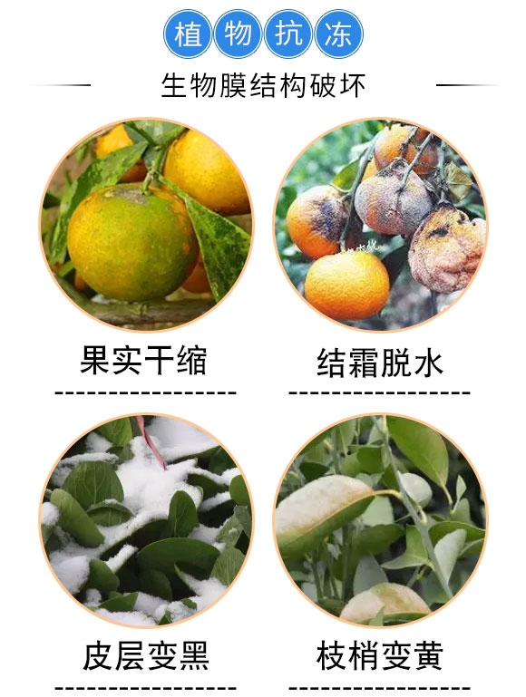 台州祺丰农业科技有限公司2psd-恢复的_05.jpg