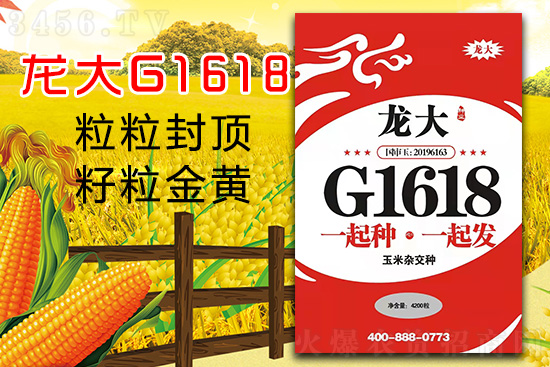 龙大G1618-玉米种子-龙大种业1.jpg
