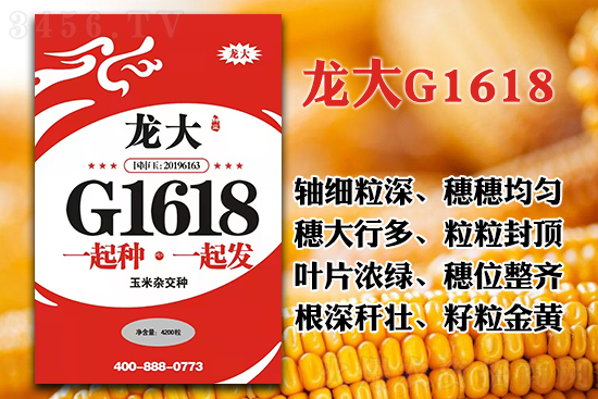 龙大G1618-玉米种子-龙大种业2.jpg