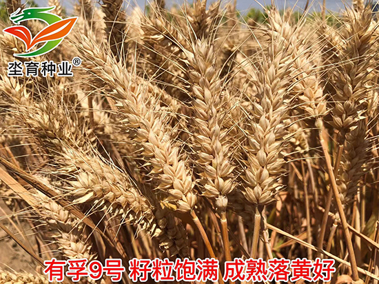 有孚9?小麦种子-坔育种业.jpg1.jpg