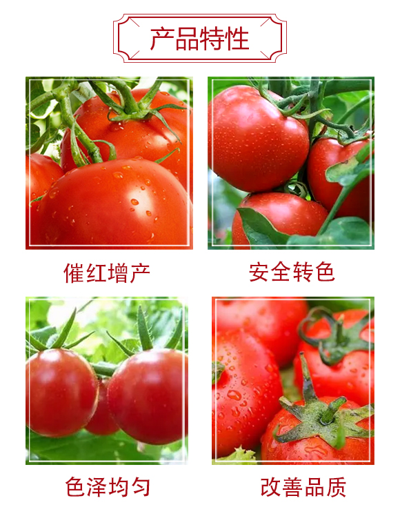 西红柿一喷红-冠玛生物_03.jpg