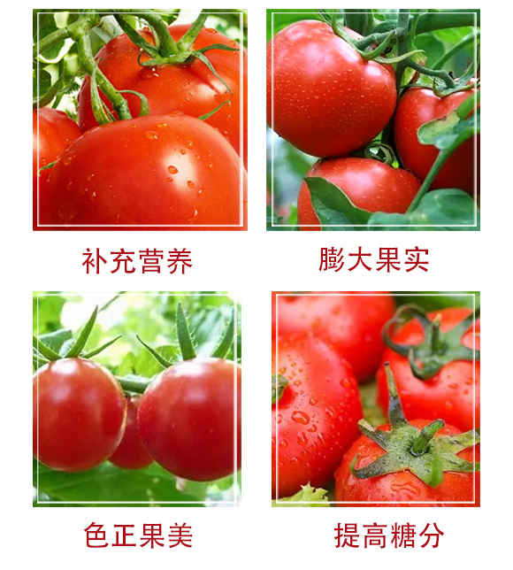 番茄一抹红-汉奇化工_04.jpg