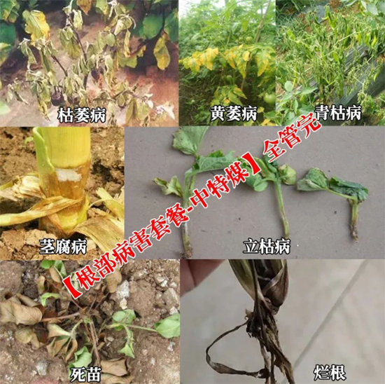 新疆中特煤腐植酸有限公司16.jpg