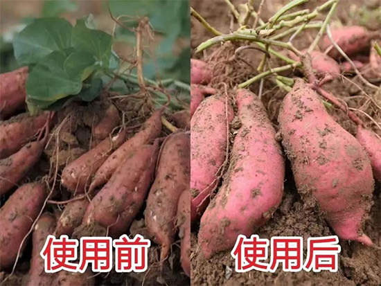 郑州鼎来瑞农业科技有限公司23.jpg