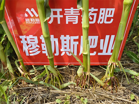 穆勒斯肥业有限公�?.jpg