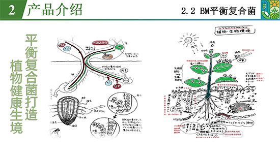 菌吾细研农业篇_12.jpg