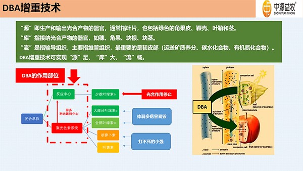 DBA增重剂_11.jpg