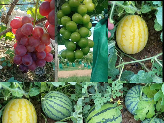 河南沃土生物科技有限公司4.jpg
