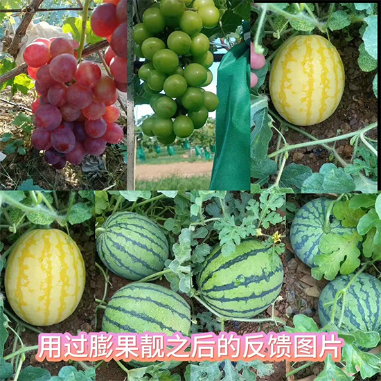 河南沃土生物科技有限公司3.jpg