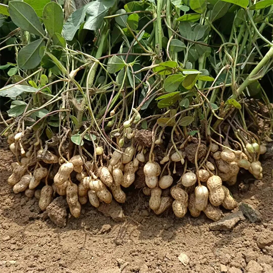 新疆中特煤腐植酸有限公司3.jpg