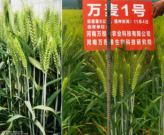河南万担粮农业科技有限公司6.jpg