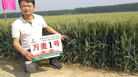 河南万担粮农业科技有限公司5.jpg