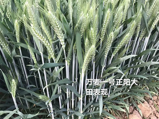 河南万担粮农业科技有限公司4.jpg