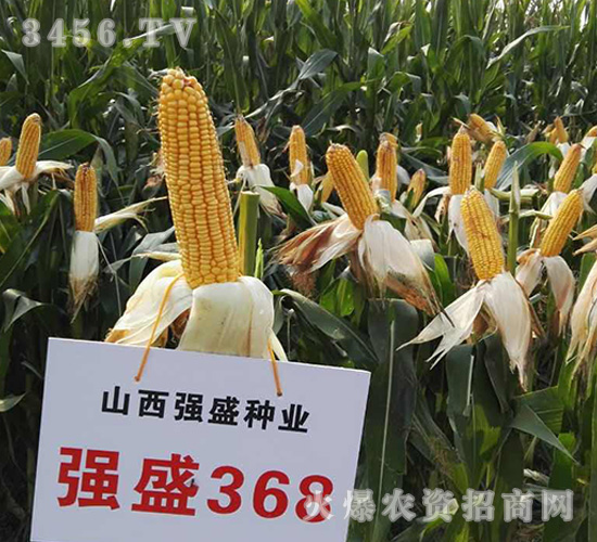 ǿʢ368����Ħͼ��-��������-ǿʢ��ҵ