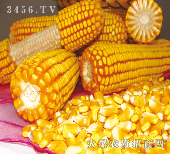 ΰ��966-����-�ڼѺ�