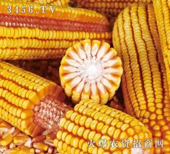����7��-����-�ڼѺ�