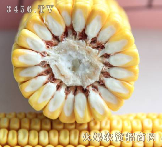 ����12-����-�ڼѺ�