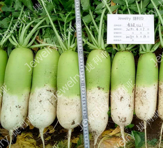 ����1621-�ܲ�����-������