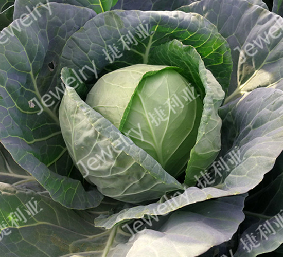 �ݸ�1061-��������-������