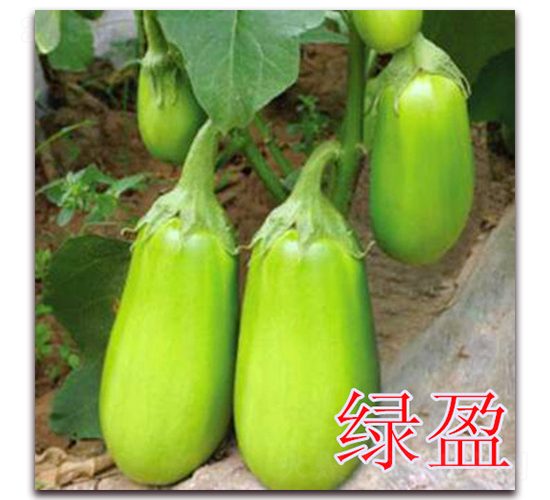 ��ӯ-��������-��ʢũҵ