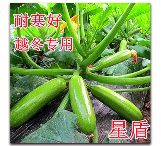 �Ƕ�-����«����-��ʢũҵ
