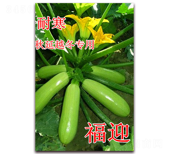 ��ӭ-����«����-��ʢũҵ