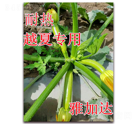 �żӴ�-����«����-��ʢũҵ