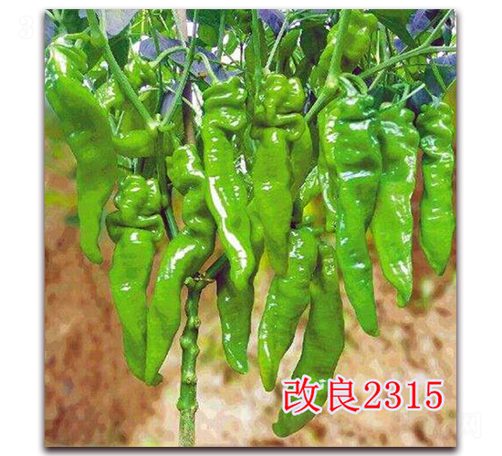����2315-��������-��ʢũҵ