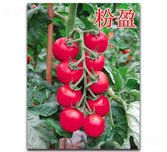 ��ӯ-��������-��ʢũҵ