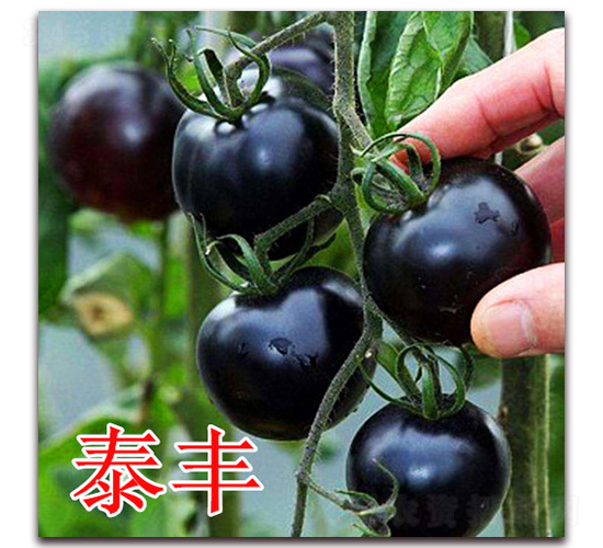 ̩��-��������-��ʢũҵ