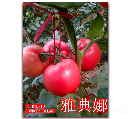 �ŵ���-��������-��ʢũҵ