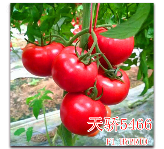 �콾5466-��������-��ʢũҵ