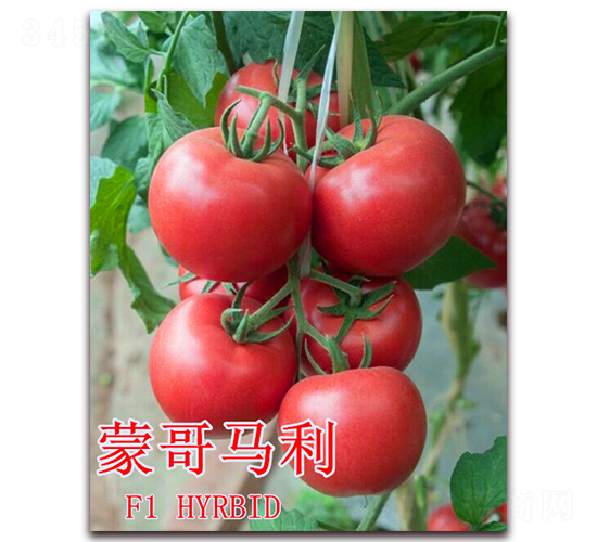 �ɸ�����-��������-��ʢũҵ