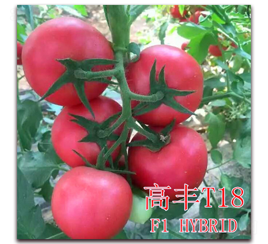 �߷�T18-��������-��ʢũҵ