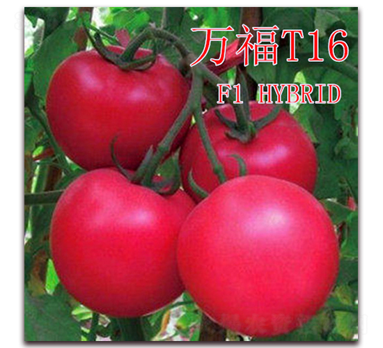 ��T16-��������-��ʢũҵ