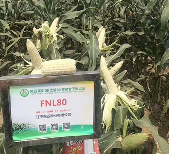 FNL80-��������-����