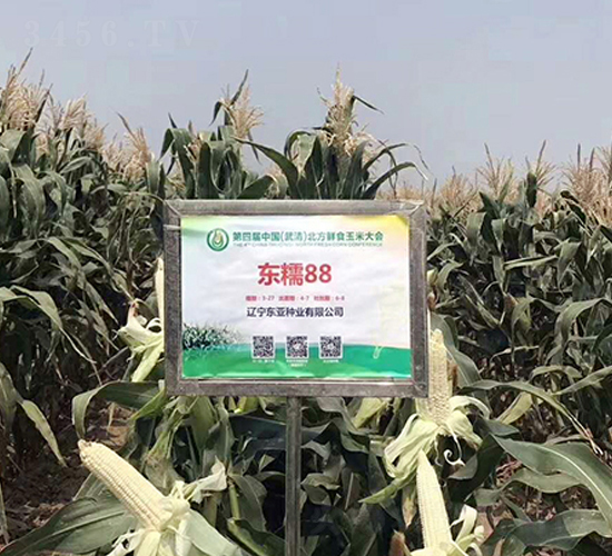 ��Ŵ88-��������-����