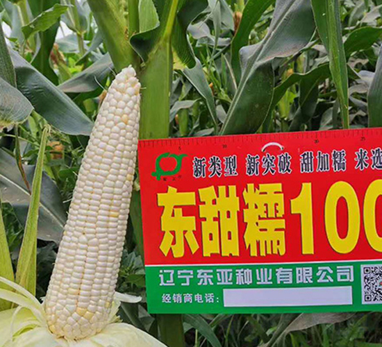 ����Ŵ100-��������-����