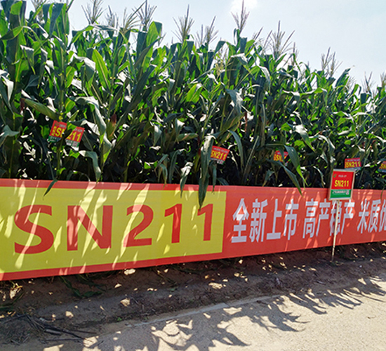 SN211-��������-����