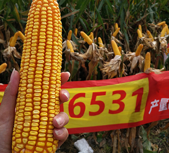 ����6531����-��������-����