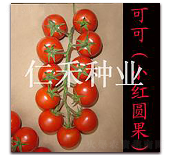 �ɿɣ�С��Բ����-ӣ�ҷ�������-�ʺ���ҵ