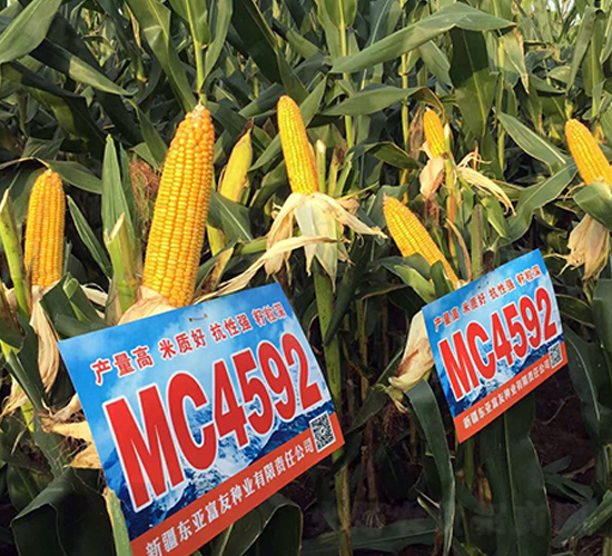 MC4592-��������-����