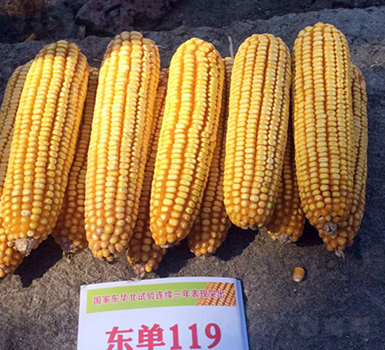 ����119��������-����