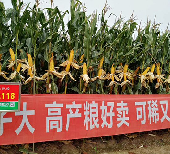 ����118��������-����