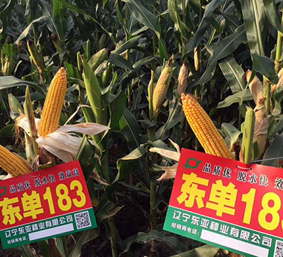 ����183-��������-����