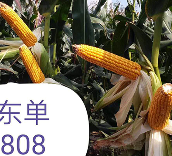 ����808-��������-����