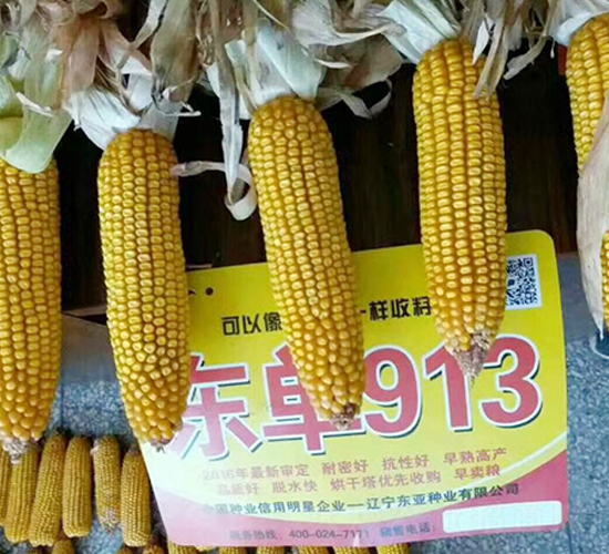 ����913-��������-����